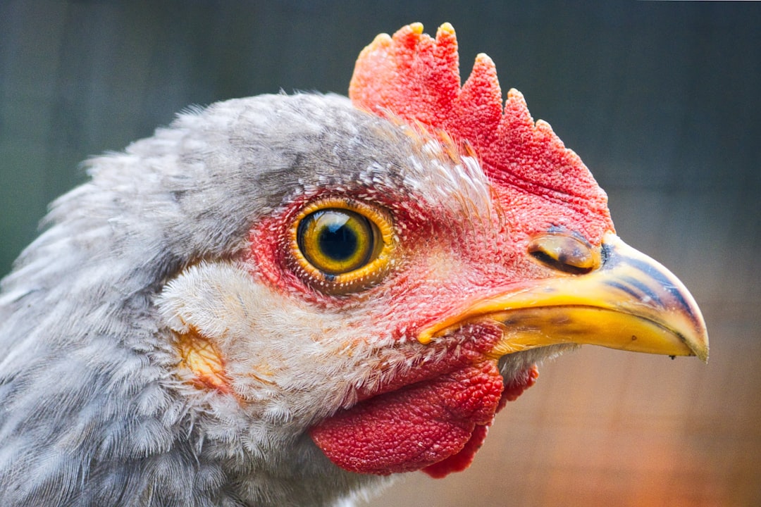 Brooder Box Setup Checklist with a warm chick brooder, thermometer, feeder, waterer, and clean bedding