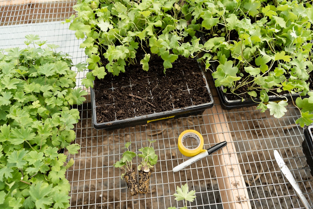 Cover illustration of seedling production workflow in a greenhouse