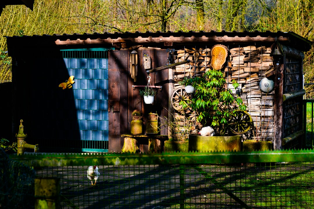 Cover image illustrating Backyard chicken inspection and rearing steps