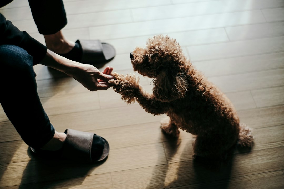 Cover illustration showing Clicker Training for Dogs with a handler and a happy dog